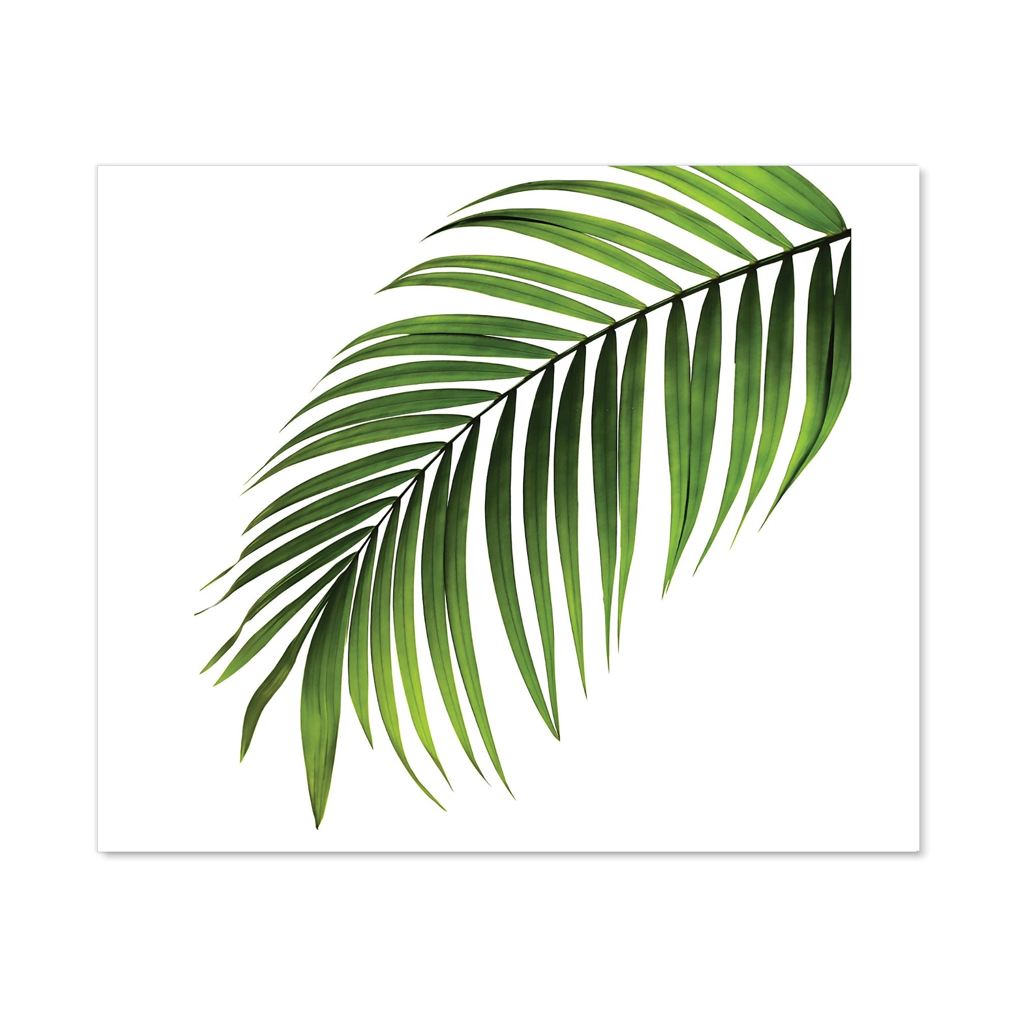 Single Palm Leaf Kitchen Splashback