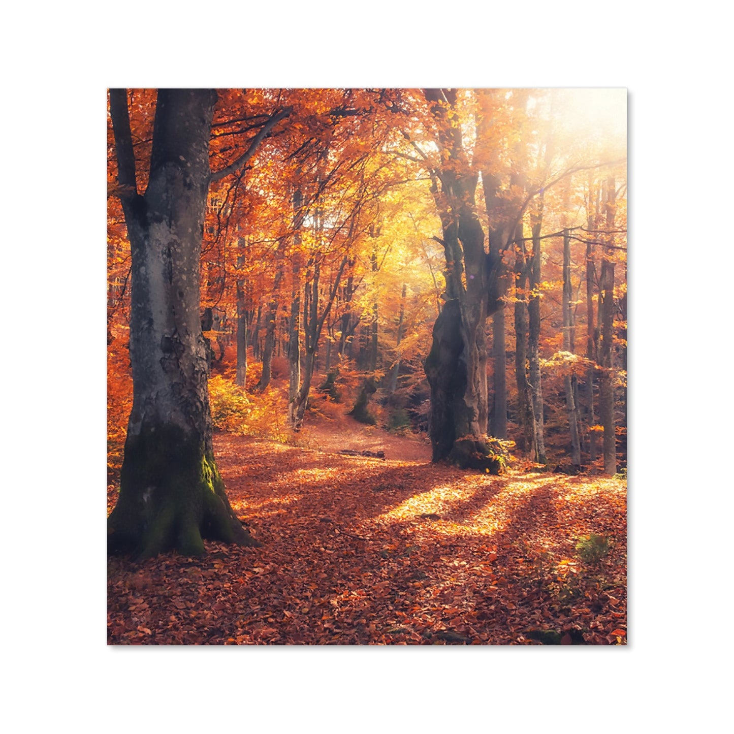 Autumn Forest Kitchen Splashback