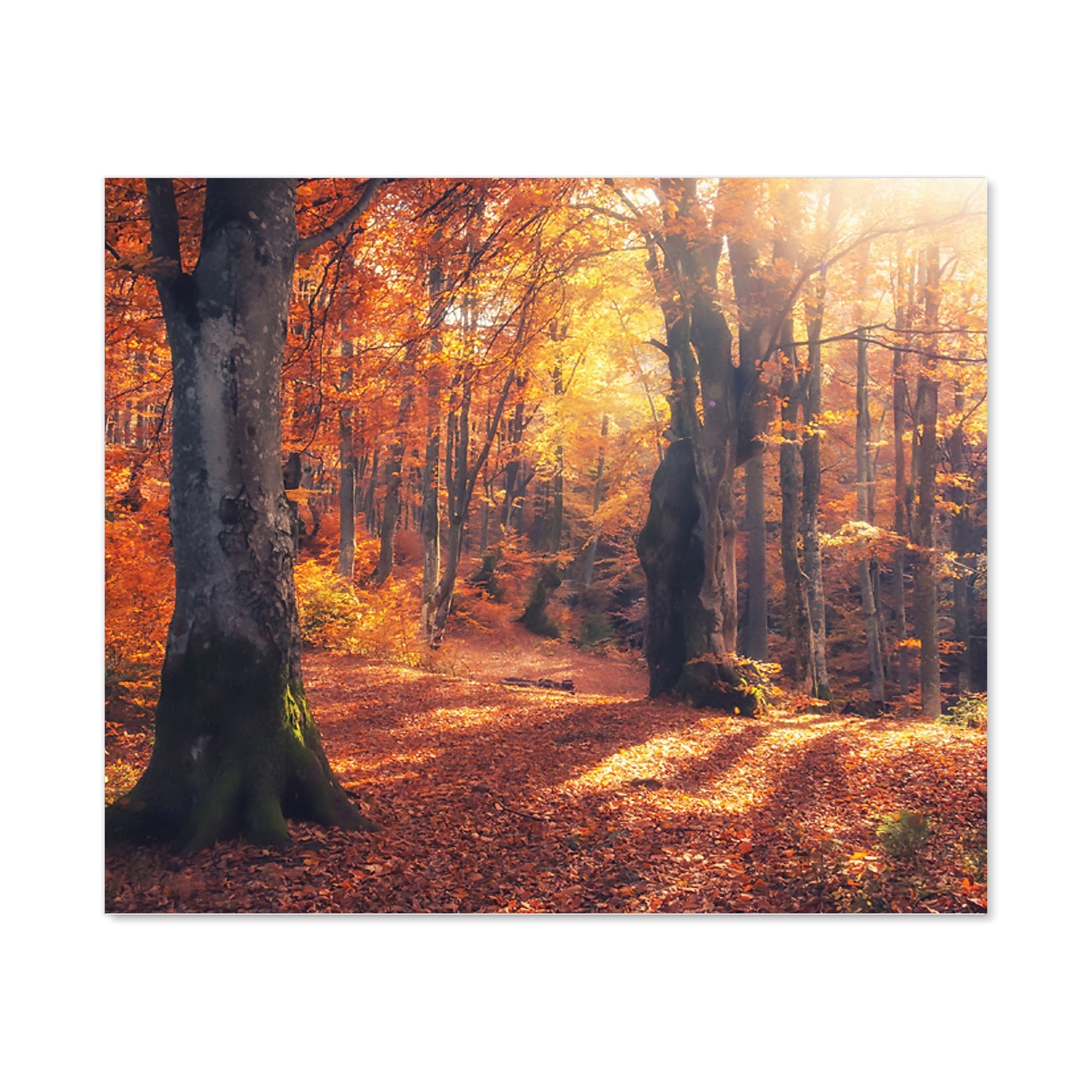 Autumn Forest Kitchen Splashback